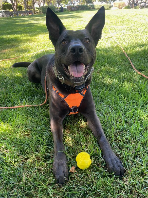 Leaps & Bounds Medium Tough Agility Ball for Dogs