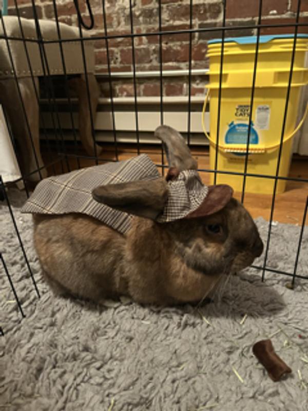 Bootique Detective Costume for Rabbits Small Petco