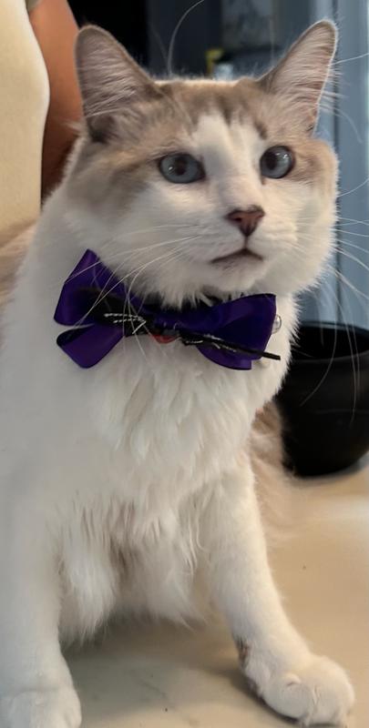 I think he kind of likes it!