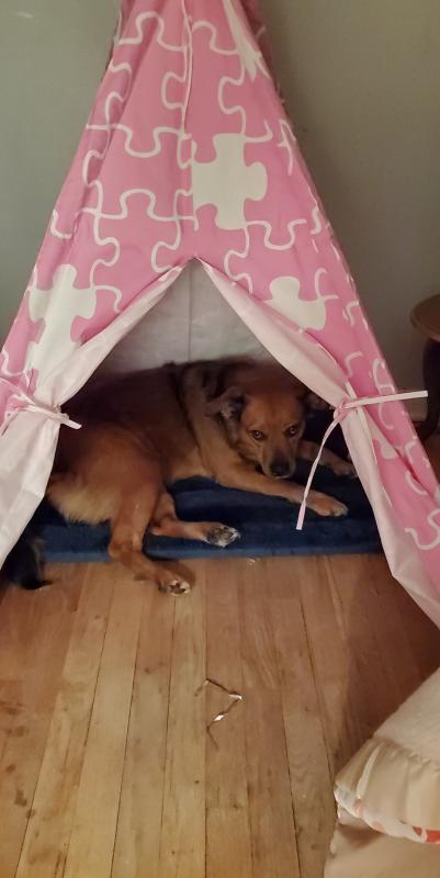 Petco hotsell dog teepee