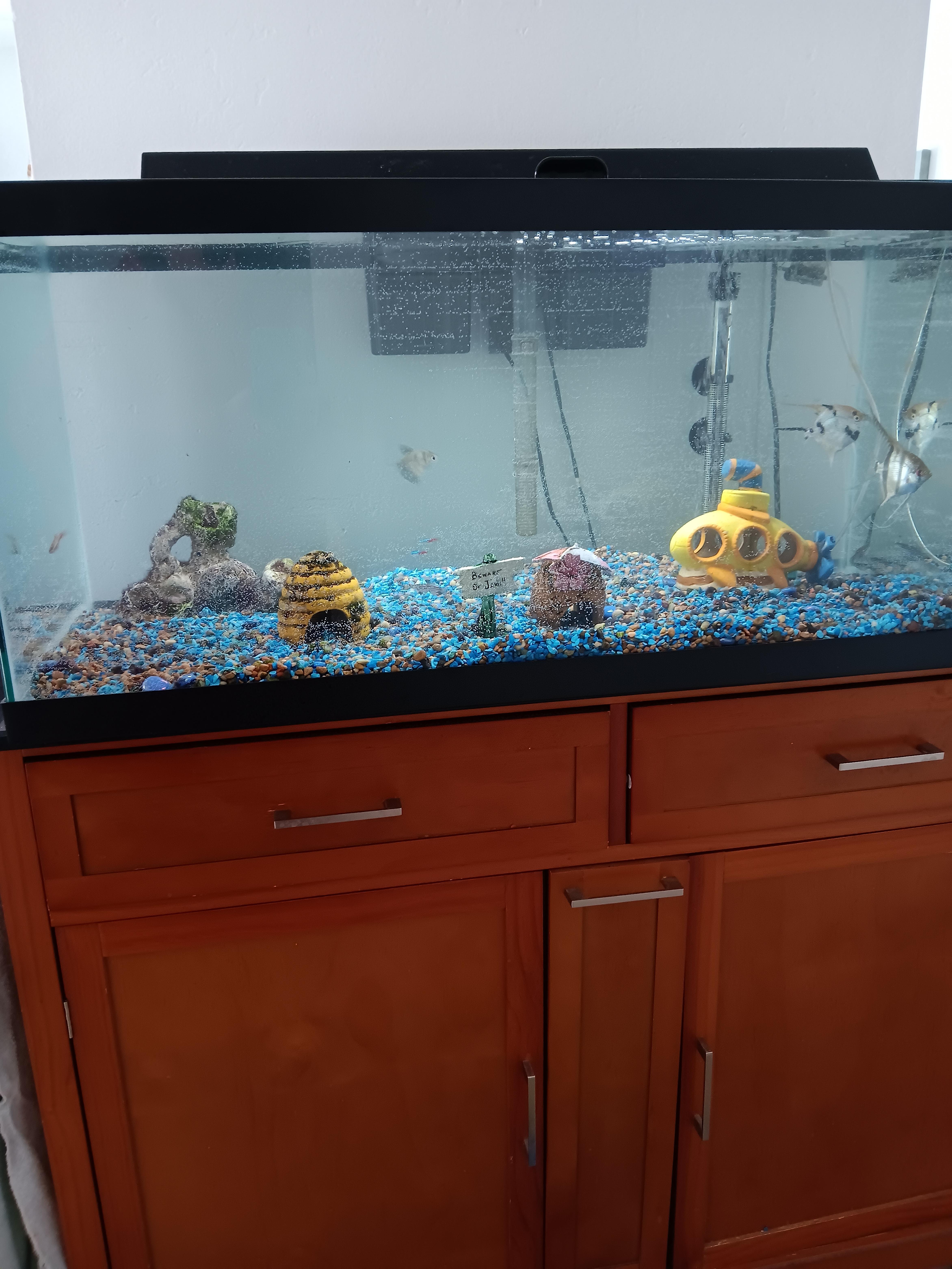 40 gallon tall aquarium best sale