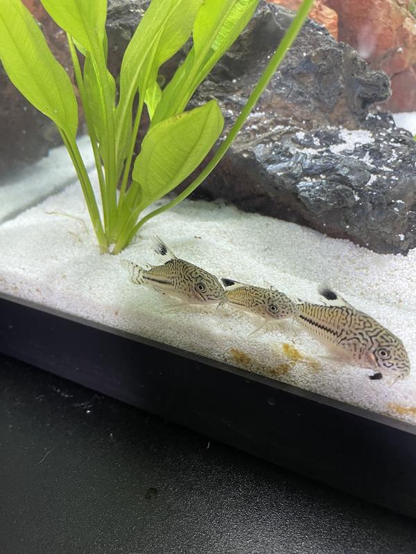 False Julii Cory Catfish For Sale 3 Pack Petco