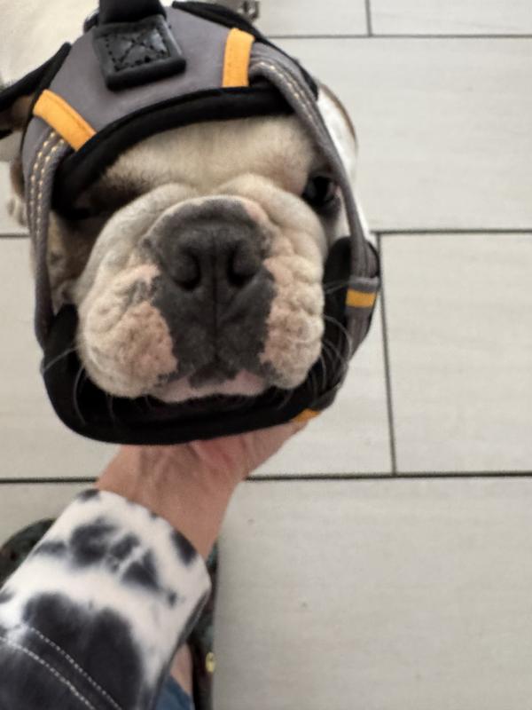 Here is the harness compared to his head and face