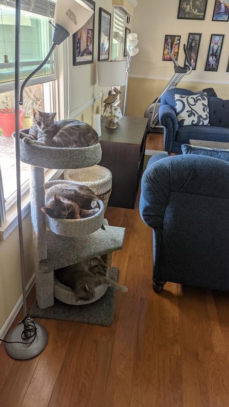 All 3 cats have a perch that suits their personality