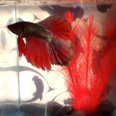 he had no room in this one