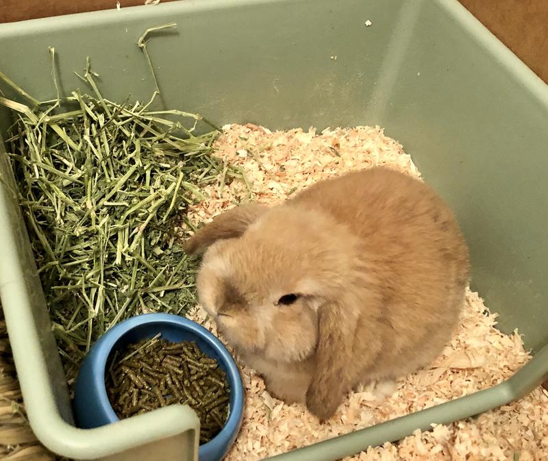 Marshall high back litter pan sales