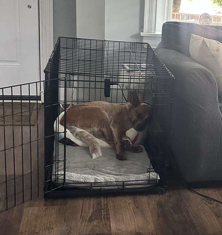 My youngest dog Arlo. He’s a 2 year old Australian Cattle dog.