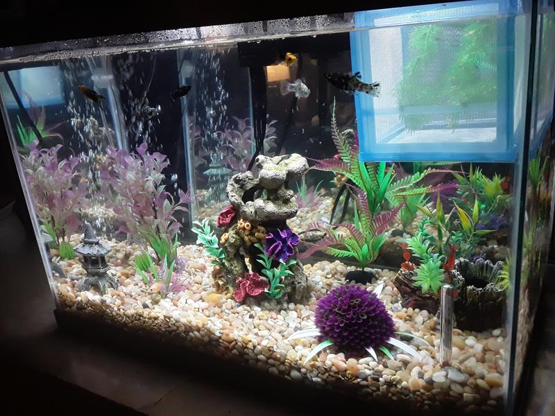 20 gallon high aquarium petco