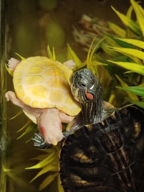 Petco turtle 2024 relinquishment program