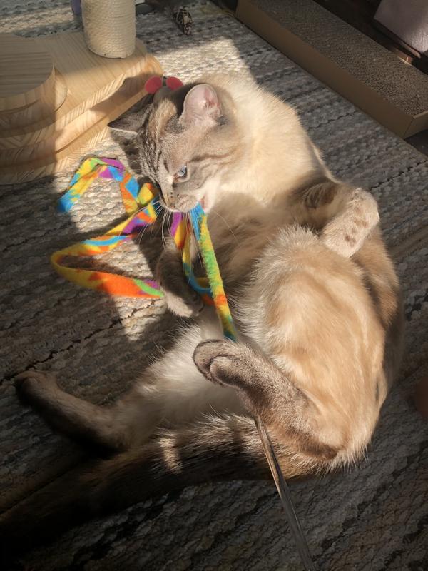 Cat Dancer Cat Charmer Small Petco