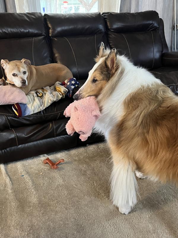 All dogs love “bacon”