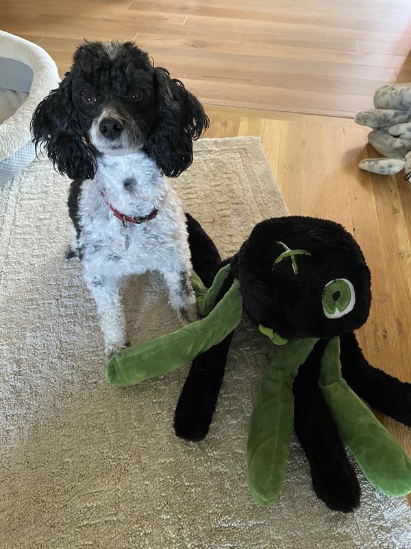 Gus is a 10 pound poodle for reference