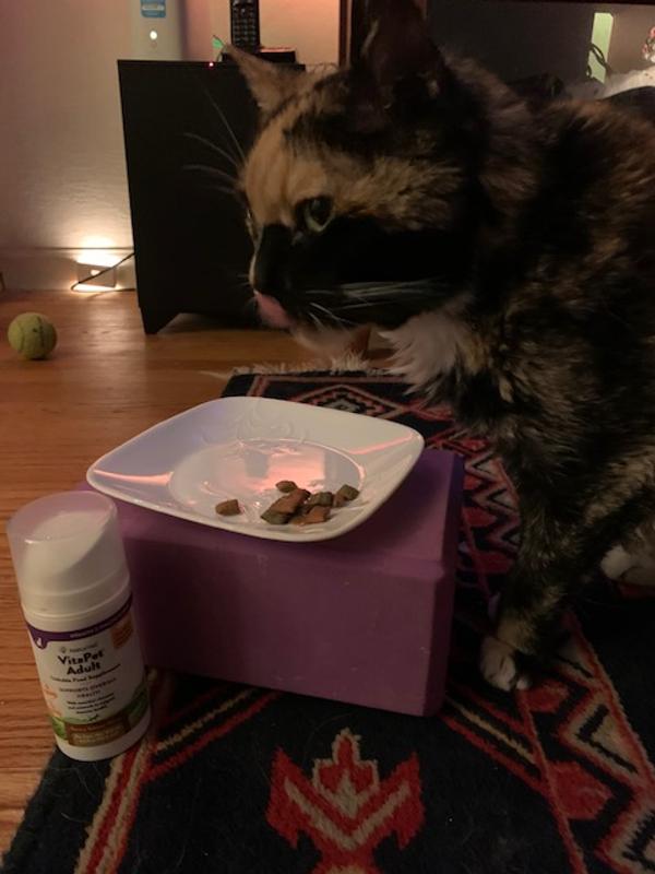 Frankie enjoying her lickable supplement on crunchy treats
