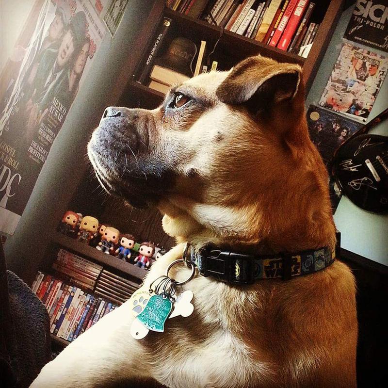 my dog ate a whole bag of greenies