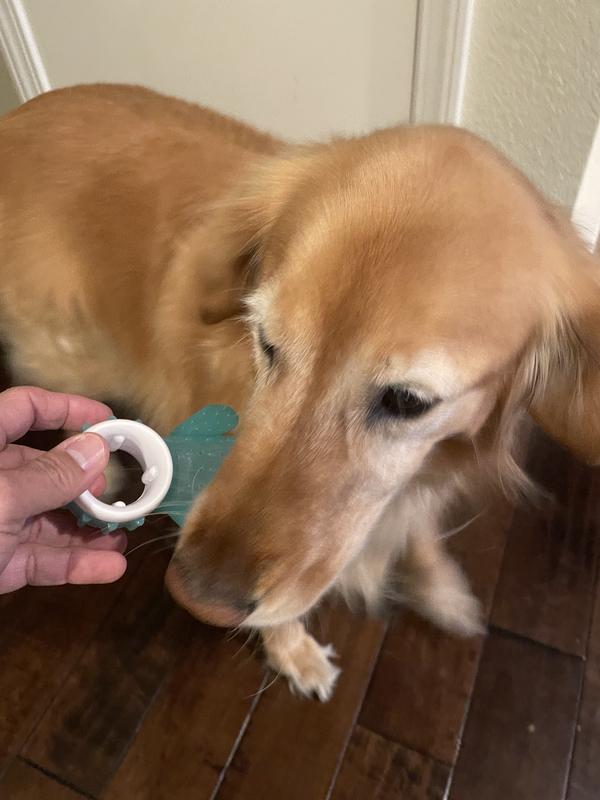 Xena grabbing toy and testing out.