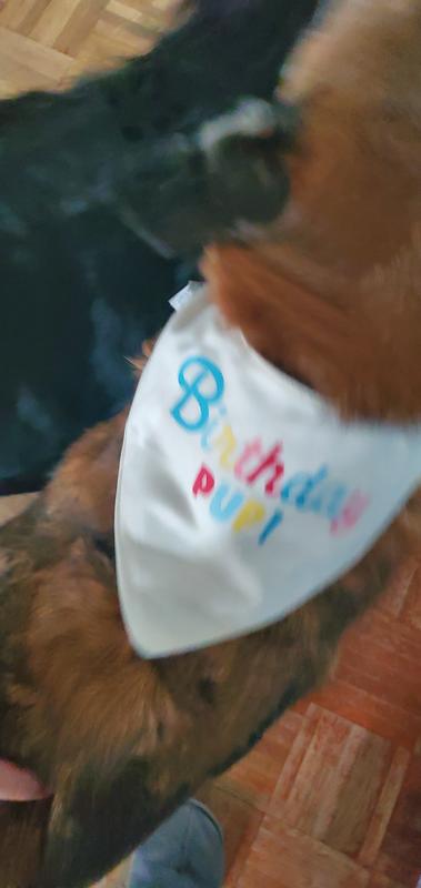 Louisville, Kentucky‎‏ میں فروخت کیے لئے ‏‎‎Dog Bandanas