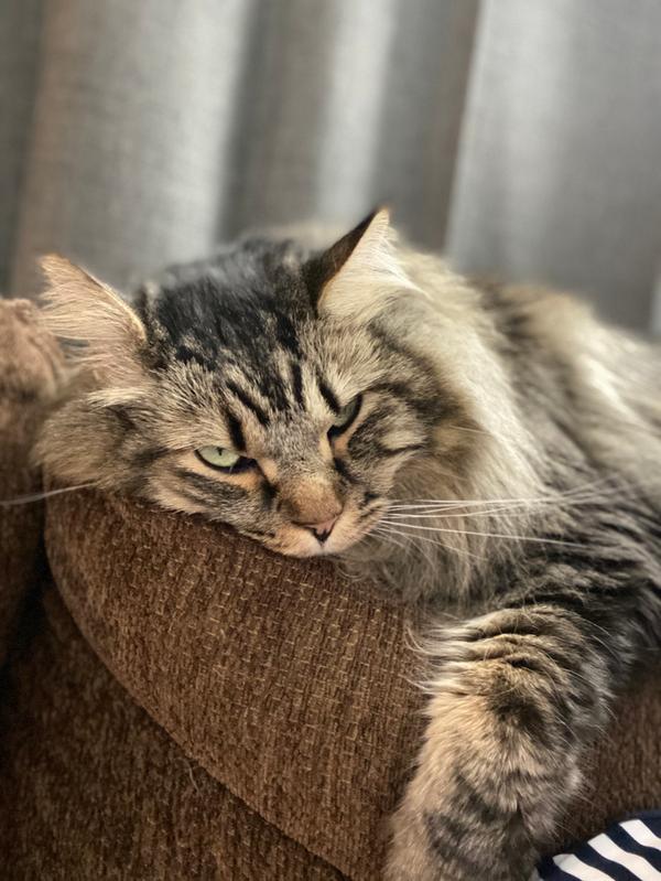 This is my cat