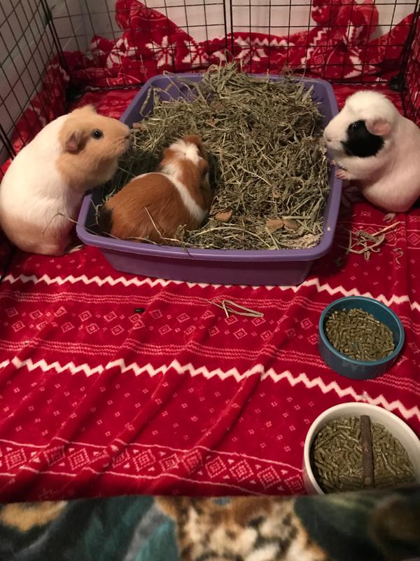 Happy pigs=Happy mom.