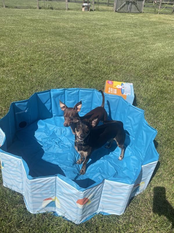 Setting up - not filled with water. Dogs are 15lbs