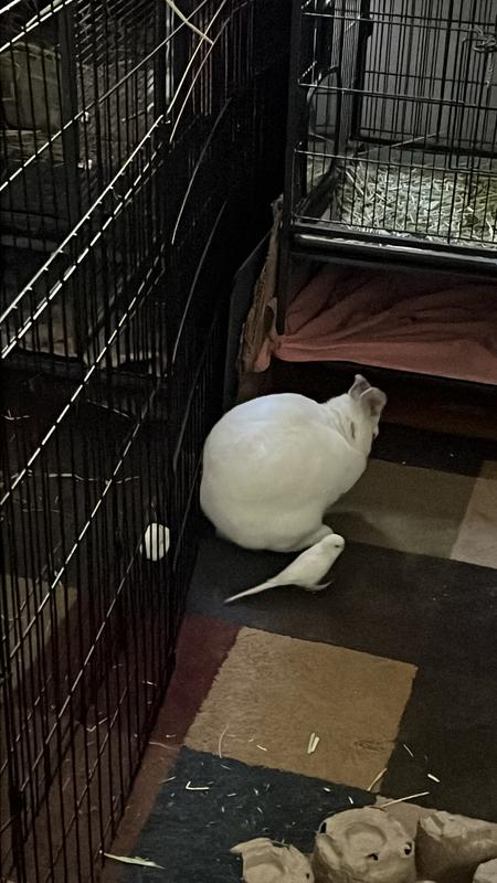 Mom of 6 fur babies!! Yes the bird thinks he’s a fur baby! PetCo makes shopping so convenient and easy! No more lugging hay bales, dog food bags and I can get a great deal on bunny food!!!! I always get free delivery! It’s amazing! And the peace of mind!!