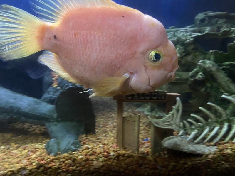 My fish are bigger then the ornament