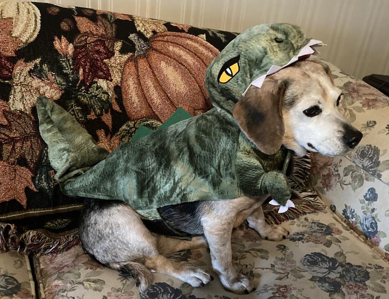 Bootique Dinosaur Costume for Dogs Cats X Small Petco