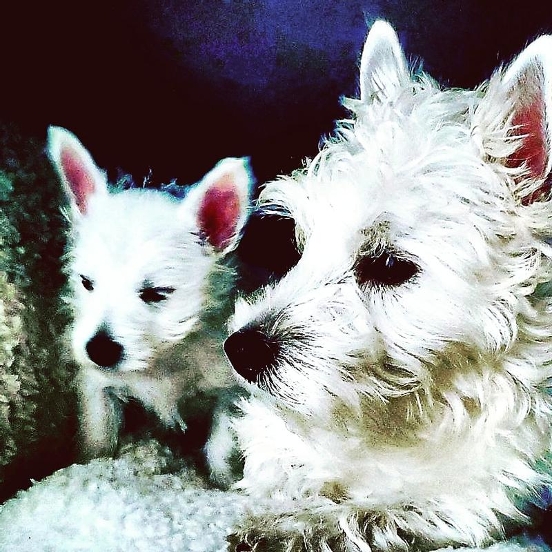 ROSEMARY & SAGE ~ WESTIES