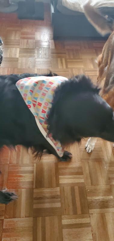 Starting to get undone because Bear is too active