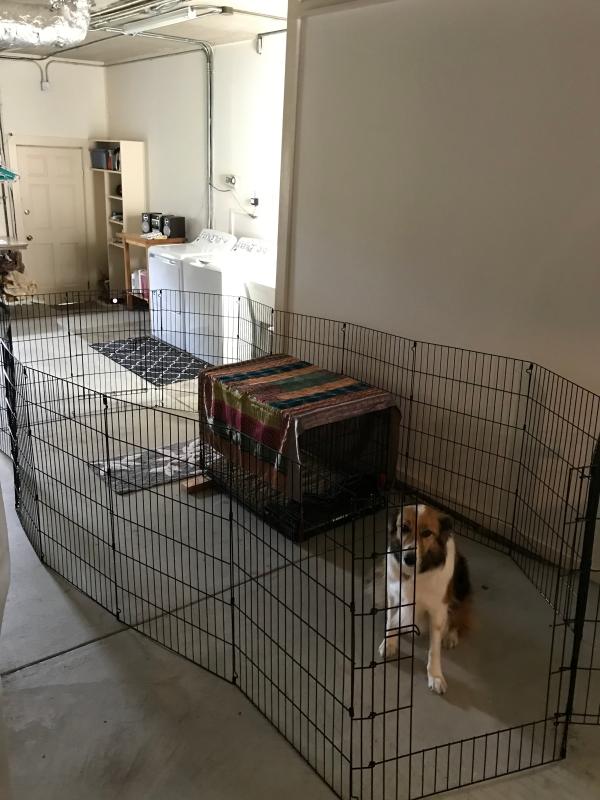 Precision hotsell puppy pen