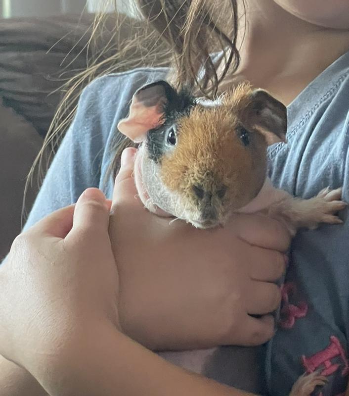 Petco guinea pig store price