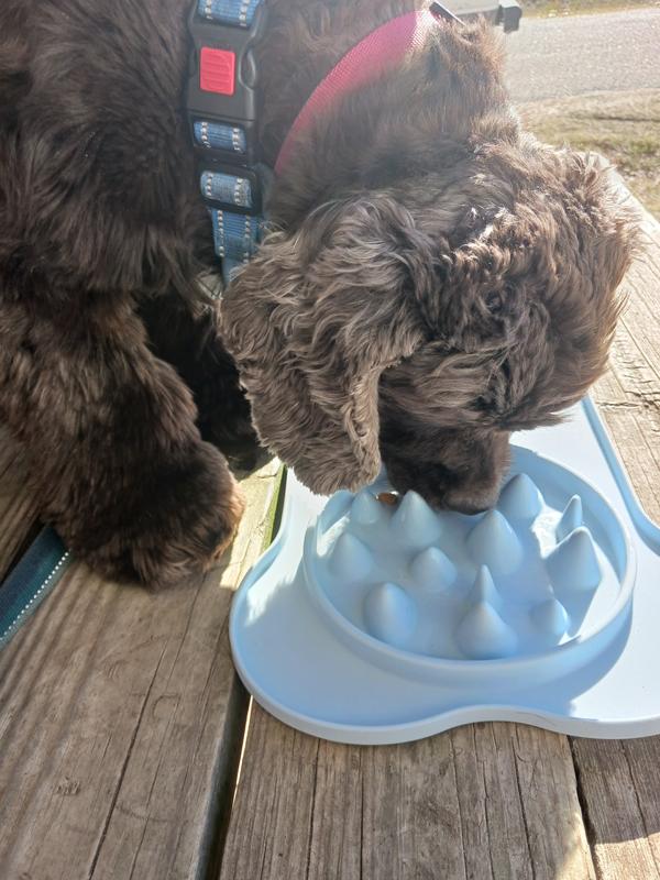 Pet Dog Feeding Food Bowls Puppy Slow Eating  Benefits Slow Feeder Dog  Bowl - Dog Feeders - Aliexpress