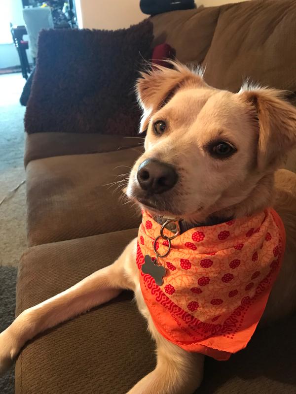 Scout, My Awesome  Diabetic Therapy Dog