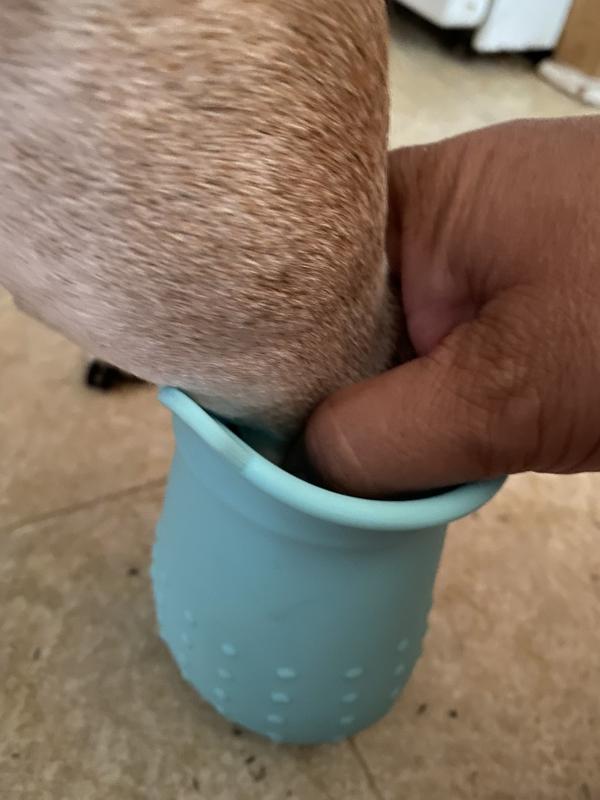 Initial dipping! It was hard grabbing a pic. She tolerated it just fine, but wanted to pull her paw out.