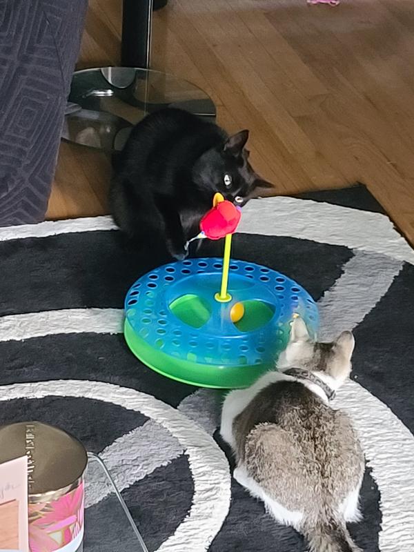 Catstages Cheese Chase Cat Toy, Medium Petco