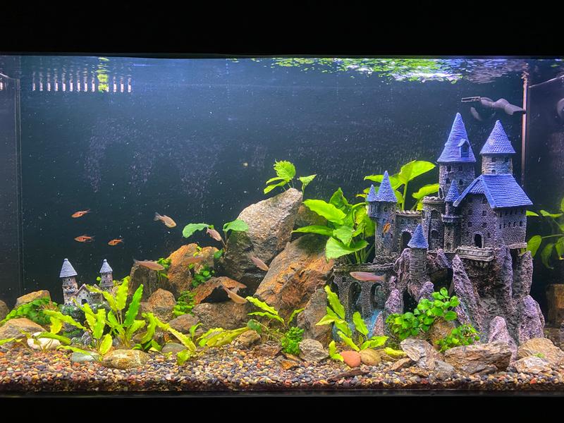 hogwarts aquarium decorations