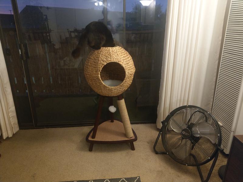 Natural sphere cat tower best sale