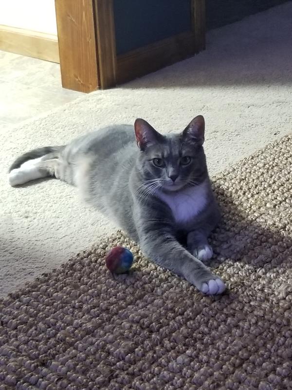 Brutus