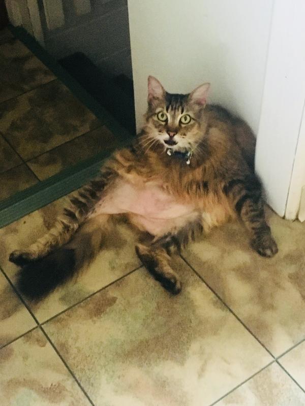 How I’m feeling after eating a ton of fresh pet
