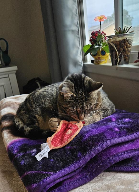 My cat sniffing the crackling soft toy