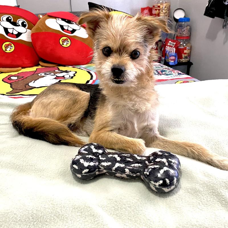 Me and my dog bat toy!!
