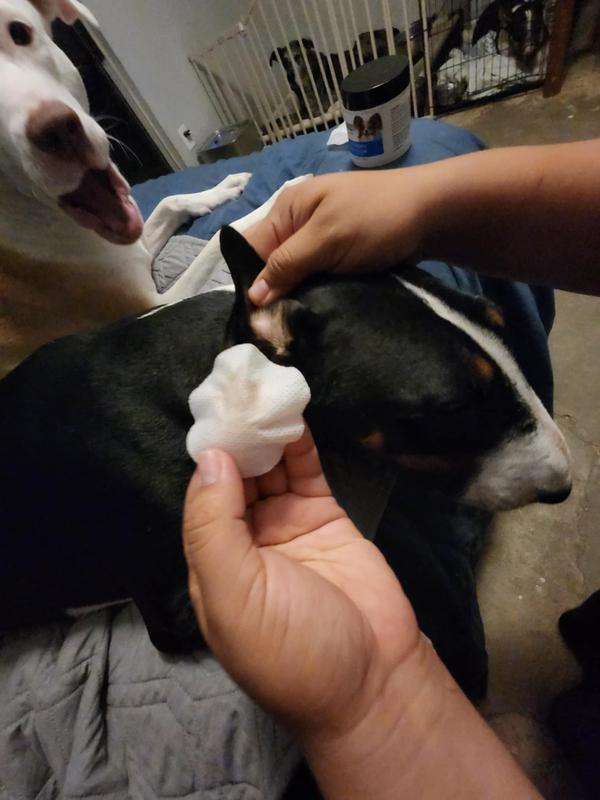 My pups getting ears cleaned.