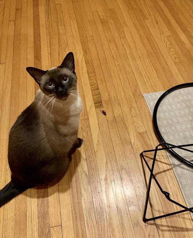 She’s like, ‘where is my food?’