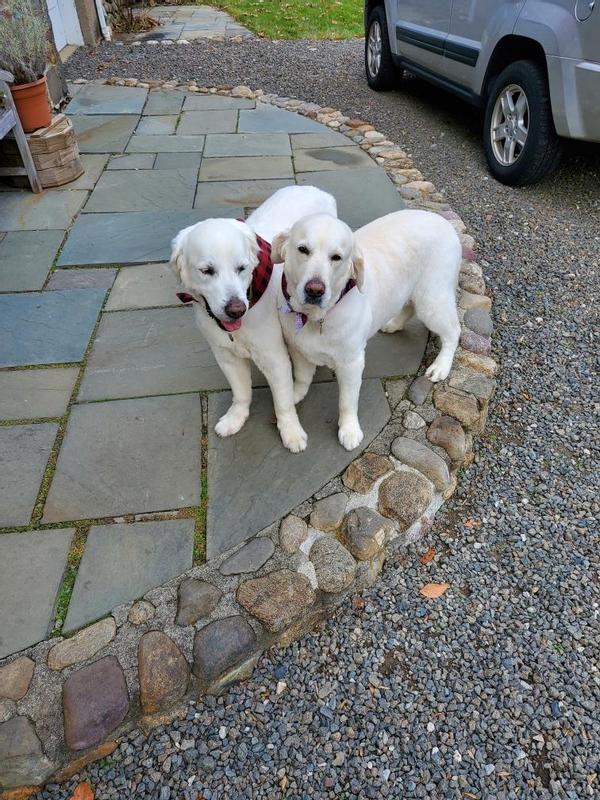 My old puppies thriving on love and hemp.