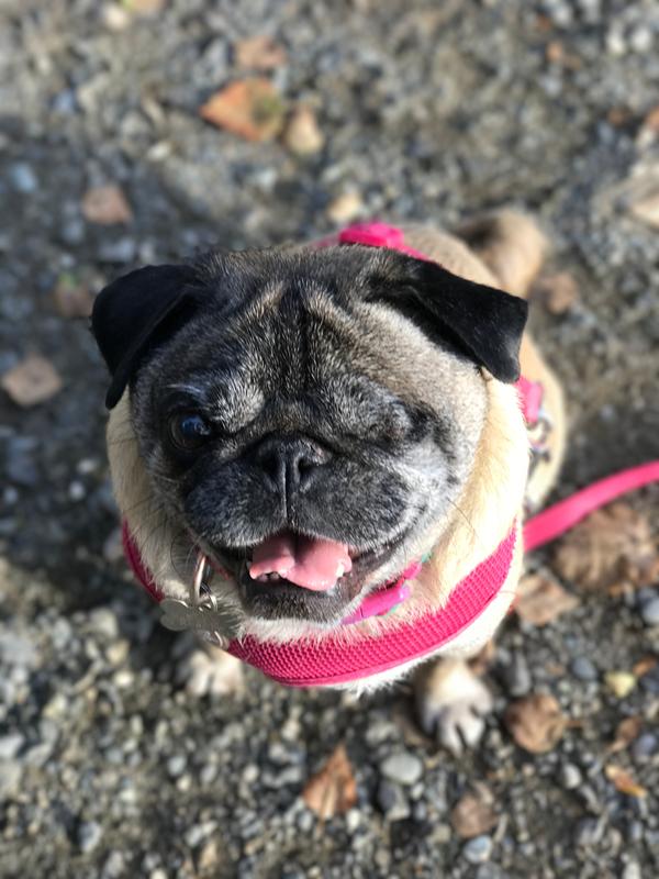 Lotte, ready for walks!