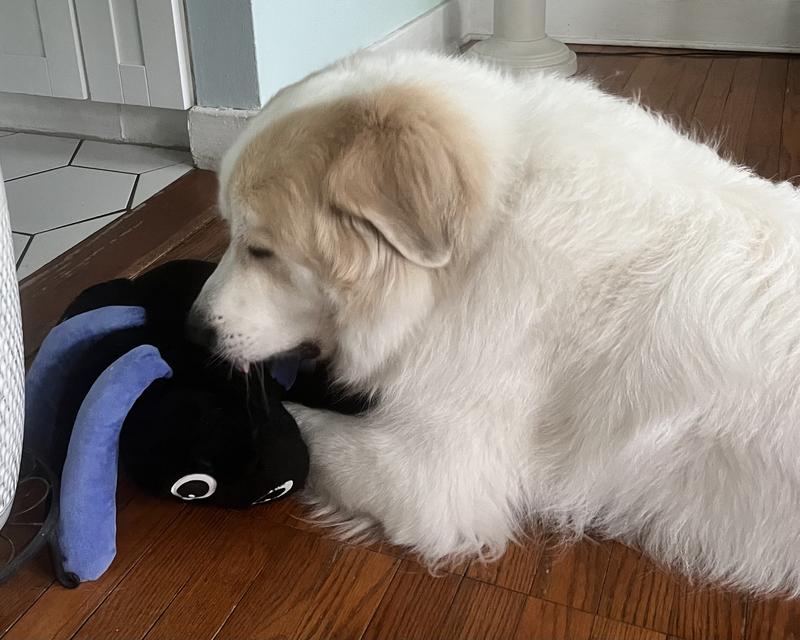 Photo - commentaire&nbsp;1.