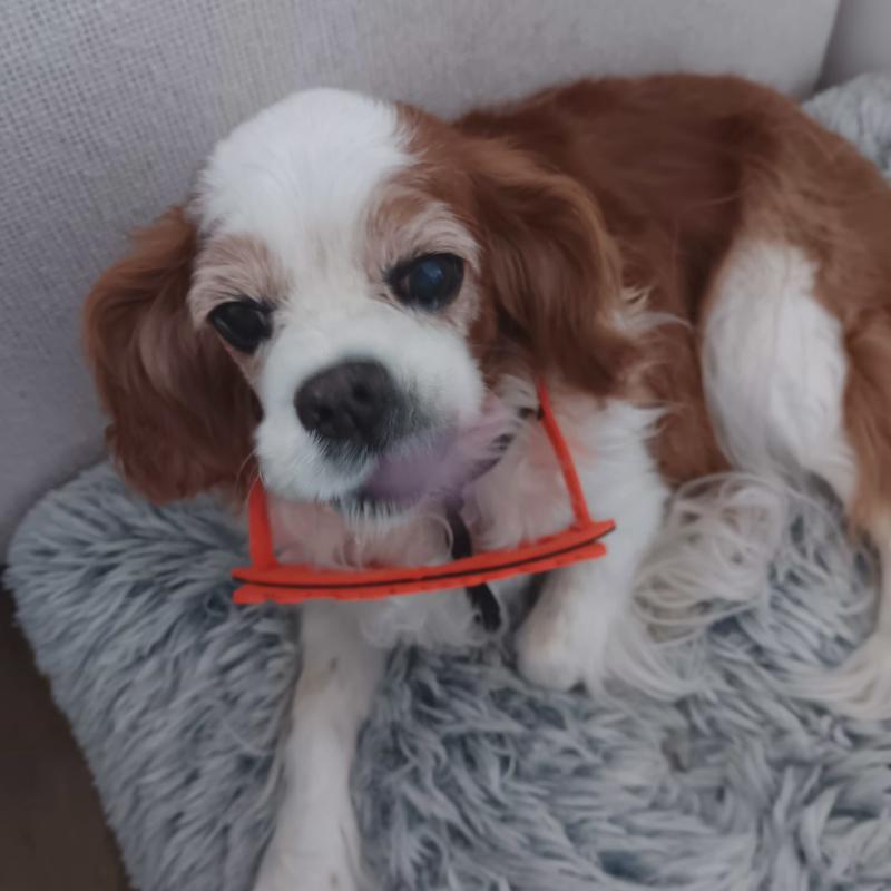 It is Lulu 🧡