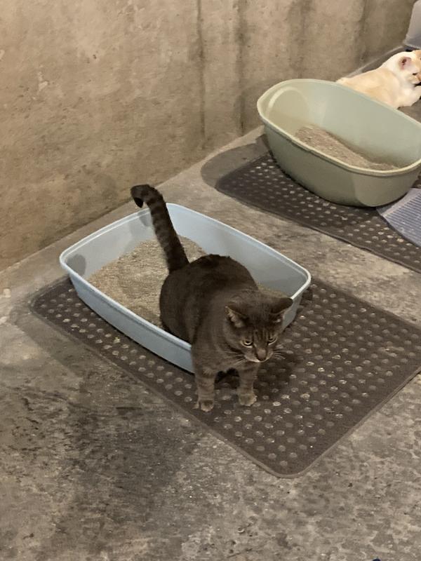 What a purrrfect box