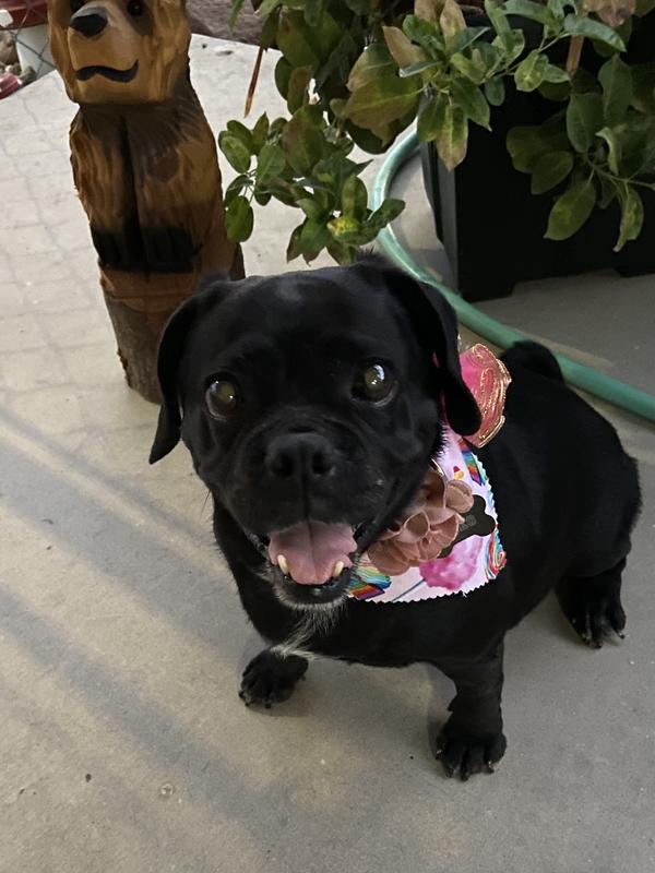 Oreo do you want a treat!!! She gets so happy!!