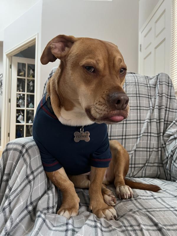 NY Yankee dog clothes From TheDogist