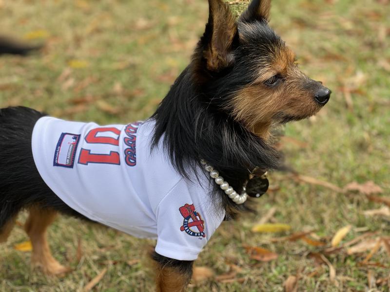 Braves jersey for dogs hotsell